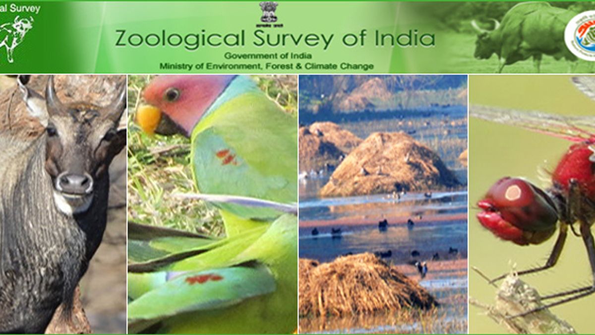 Zoological Survey of India Jobs