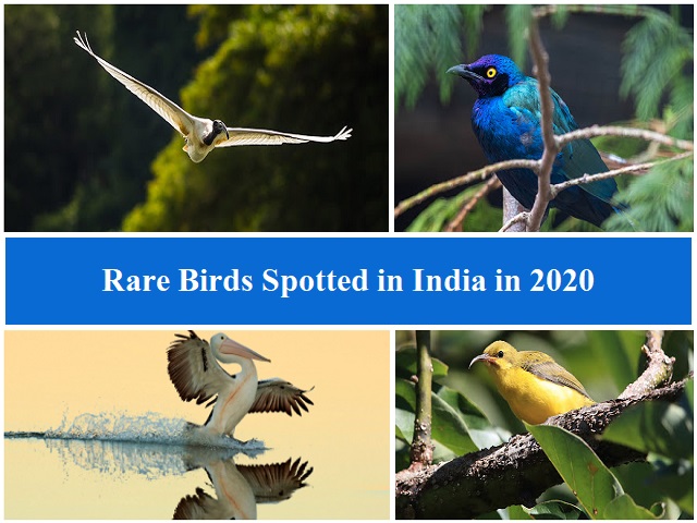 List of Rare Birds Spotted in India in 2020