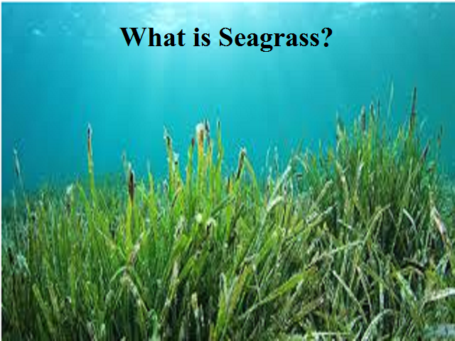 What is seagrass?