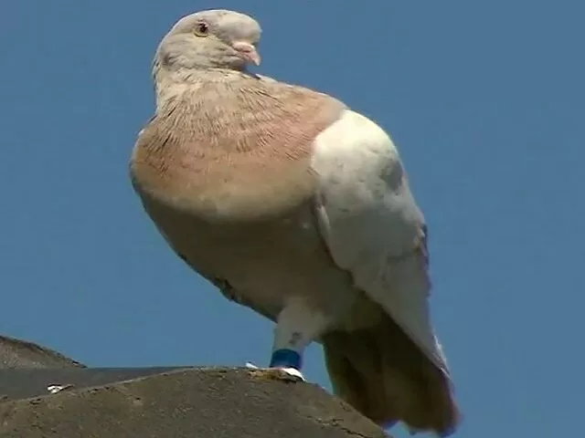 Pigeon Joe