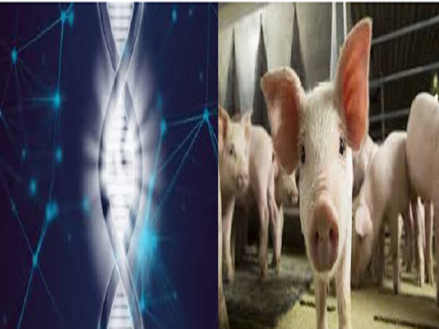 Genetically Modified Pigs