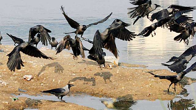 Bird flu alert sounded in Madhya Pradesh after crow deaths in Hindi