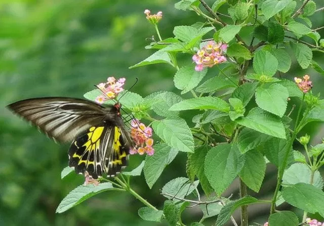 New butterfly species discovered in Western Ghats