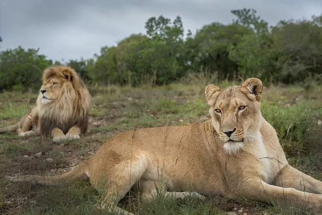 World Lion Day: Know Its Significance and History