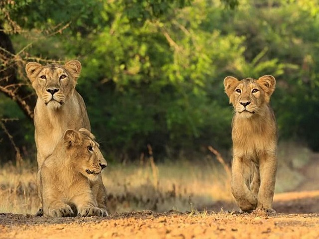 World Lion Day 2021