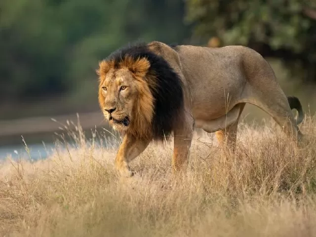 Project Lion in Gujarat