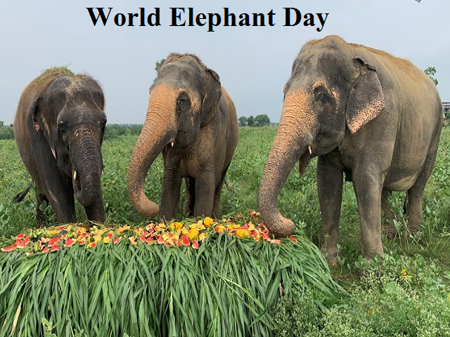 World Elephant Day 2021: Date, Theme, History, Significance and Facts