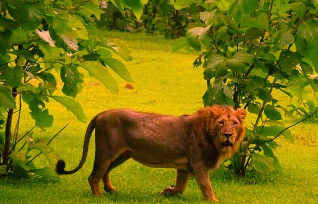 Project Lion: Gujarat seeks Rs. 2,000 crores from Central Government