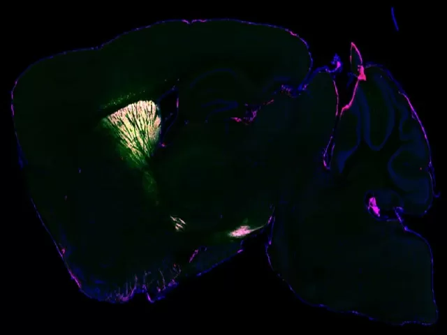 New approach to identify proteins