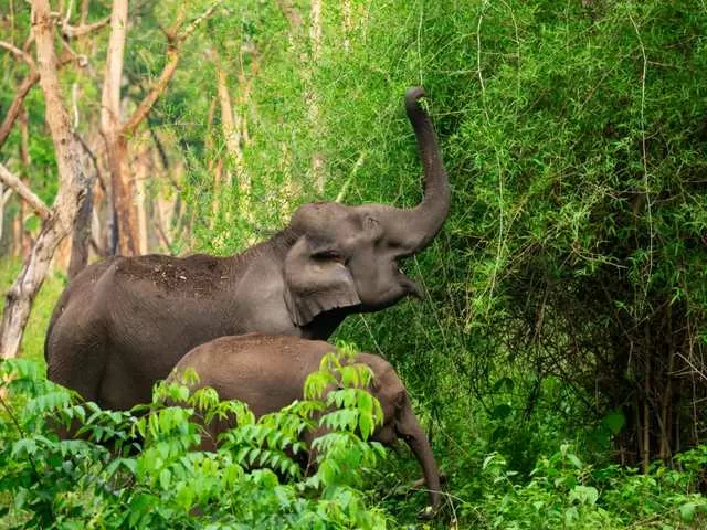 World Elephant Day 2021: History, Significance and All you need to know