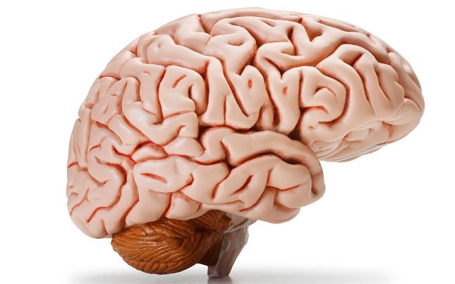Scientists develop new method to identify proteins in the living brain