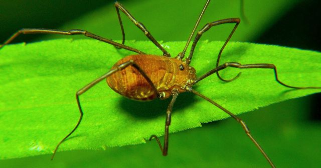 Daddy Long Leg Spiders genetically engineered by scientists to get shorter legs