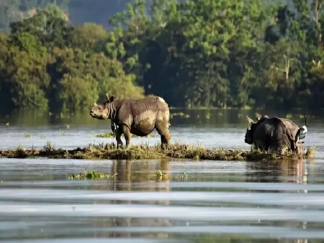 Kaziranga National Park
