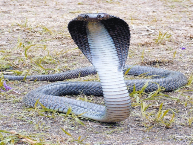 Nag Panchami 2021: History and Significance of this auspicious day