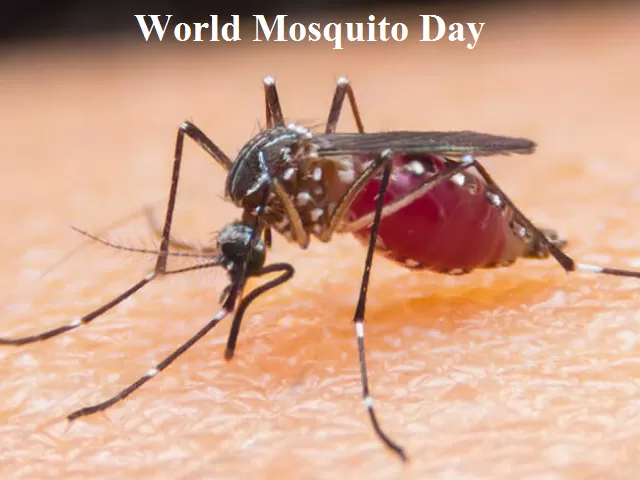 World Mosquito Day 