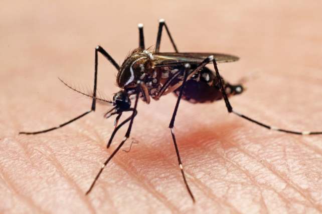 World Mosquito Day 2021: History, Significance and How to Prevent Malaria