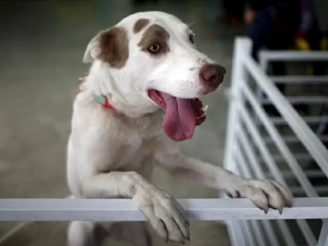 International Dog Day