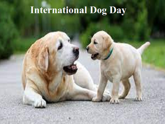 Happy international sale dog day