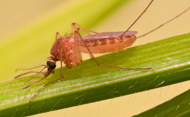 What is West Nile Virus? Russia warns of increase in cases; know symptoms, treatment, origin of WNV