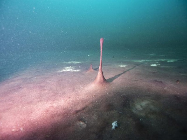 Earth’s longer days reason behind oxygen growth, suggests new theory