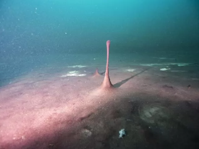 Oxygen production on Earth