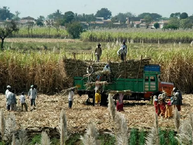 Sugar Production in India