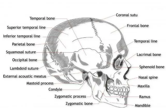 New layer of muscle discovered on the jaw