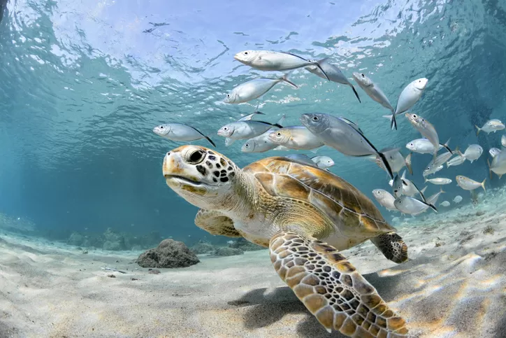 Sea Turtle 