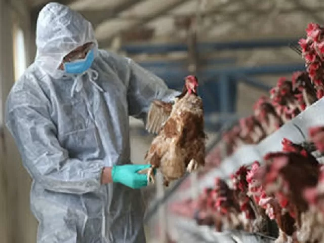 H5N8 Flu Outbreak