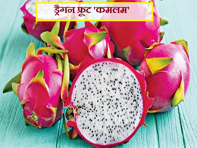 Dragon Fruit