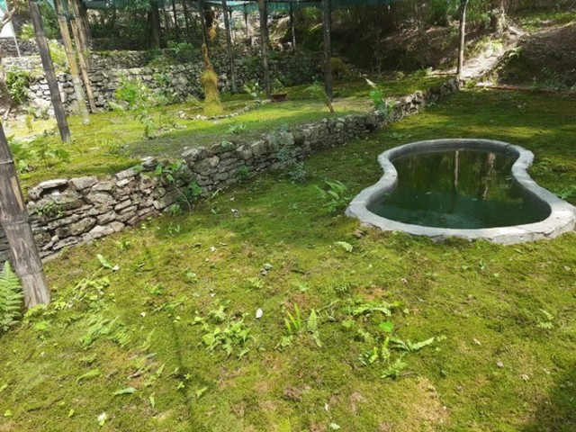India’s first cryptogamic garden opens in Dehradun, Uttarakhand