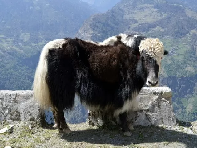 Insurance for Yaks