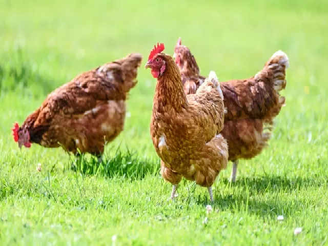 Bird Flu in China