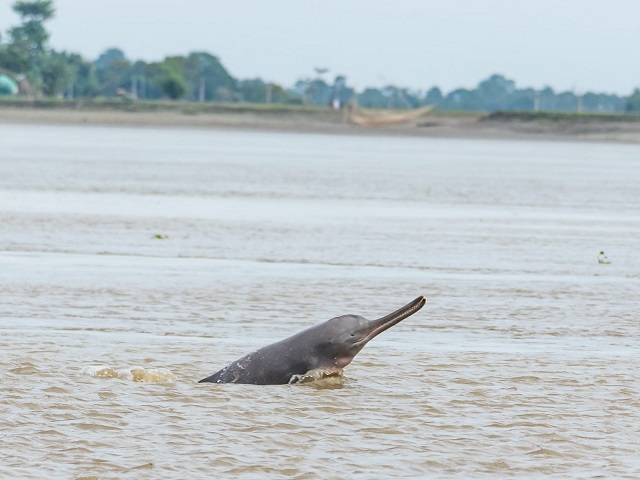 Asia's first national dolphin research centre to be built in Patna: All you  need to know!