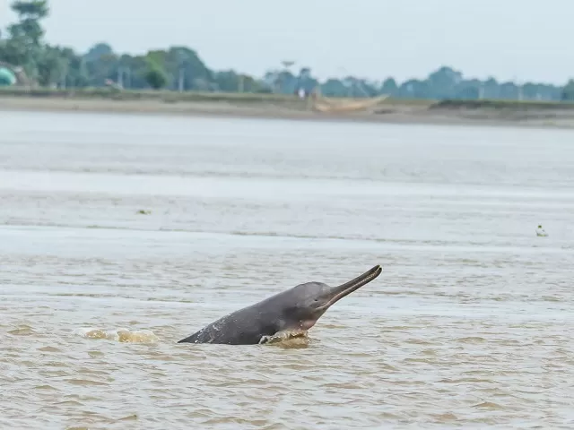 Asia's first national dolphin research centre to be built in Patna: All ...