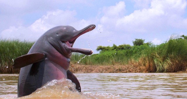 Asia's first national dolphin research centre to be built in Patna
