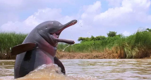 Asia's first national dolphin research centre to be built in Patna