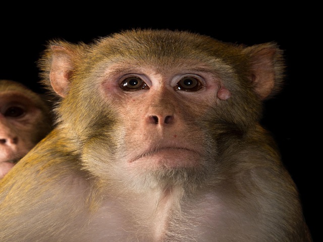 Monkey B virus transmission: First human infection case with