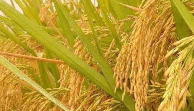Philippines becomes first country to approve genetically modified ‘golden rice’ for production
