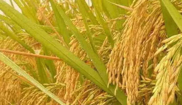 Philippines becomes first country to approve genetically modified ‘golden rice’ for production