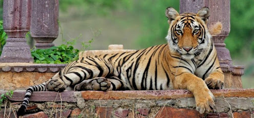 Bengal Tigers - Cat Tales Wildlife Center