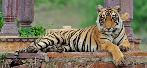 File:Royal bengal tiger play.jpg - Wikimedia Commons