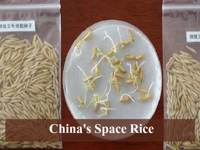 Explained: What is Space Rice and why China is sending seeds to space?