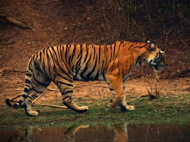 International Tiger Day 2021