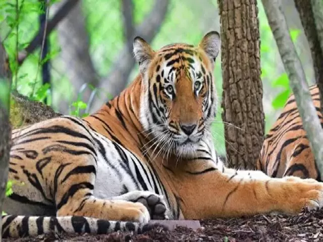 Indian Tiger Reserves, Source: PTI