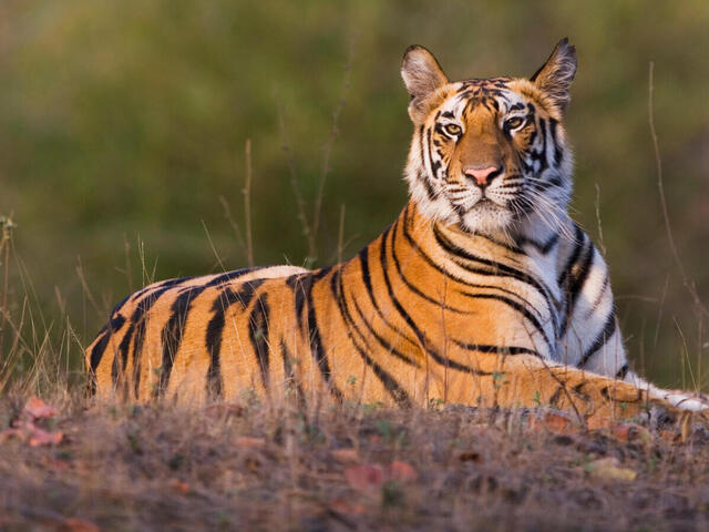 India’s 14 Tiger Reserves get Global CA/TS recognition for good Tiger Conservation