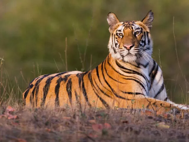 India’s 14 Tiger Reserves get Global CA/TS recognition for good Tiger Conservation