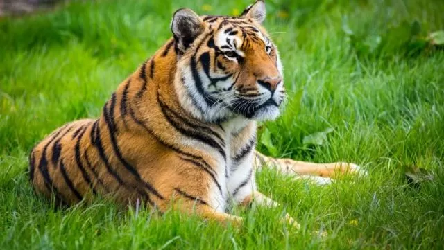 Ramgarh Vishdhari Sanctuary named as fourth Tiger Reserve in Rajasthan