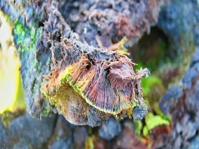 Moss species Bryum Bharatiensis, Source: Twitter