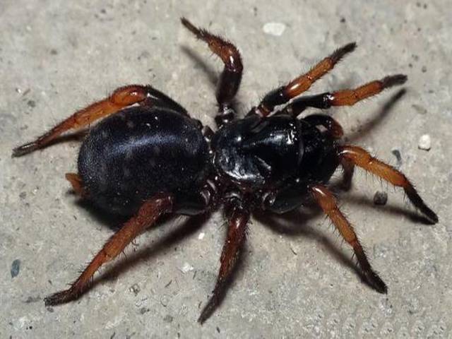 Gravelyia boro, the burrow spider, Source: Hindu